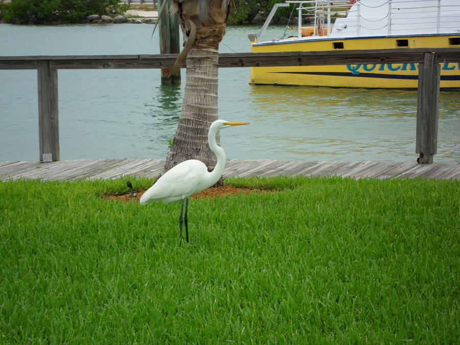 Florida Key Photograph by Val Oconnor