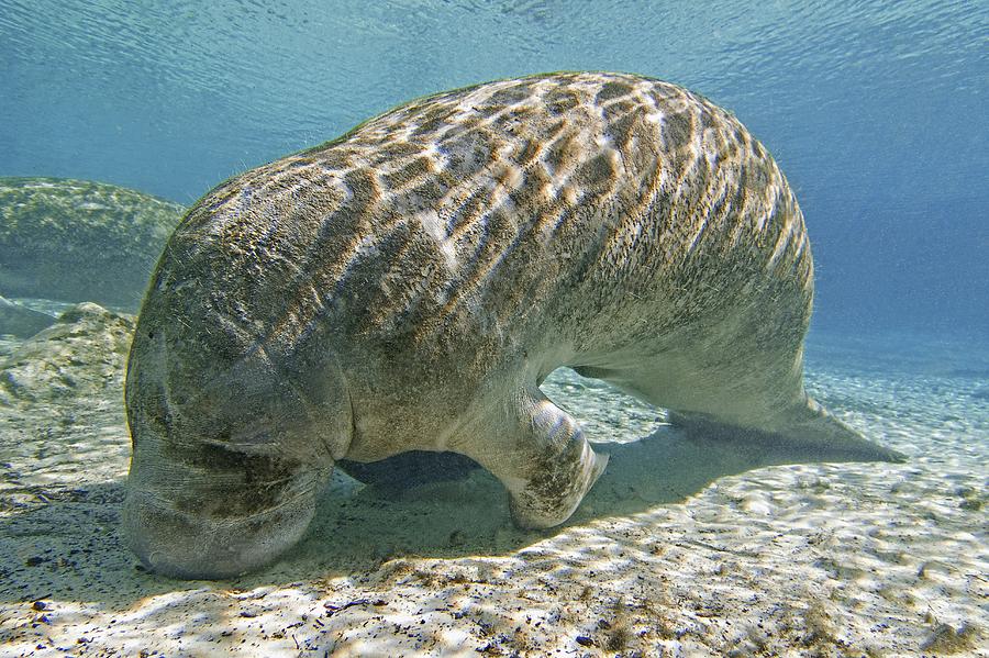 Florida Manatee Feeding Photograph by Clay Coleman - Fine Art America