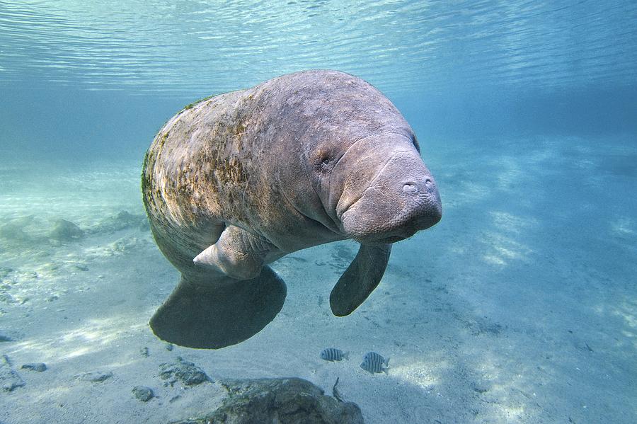 Florida Manatee Swimming Photograph by Clay Coleman - Pixels