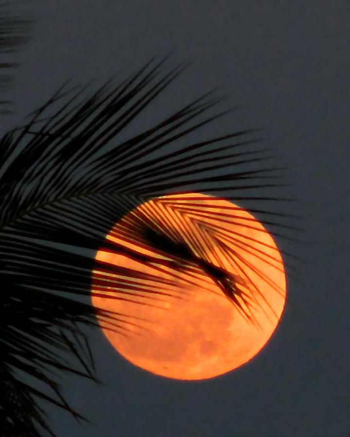 Florida Moonrise Photograph by Peggy Urban