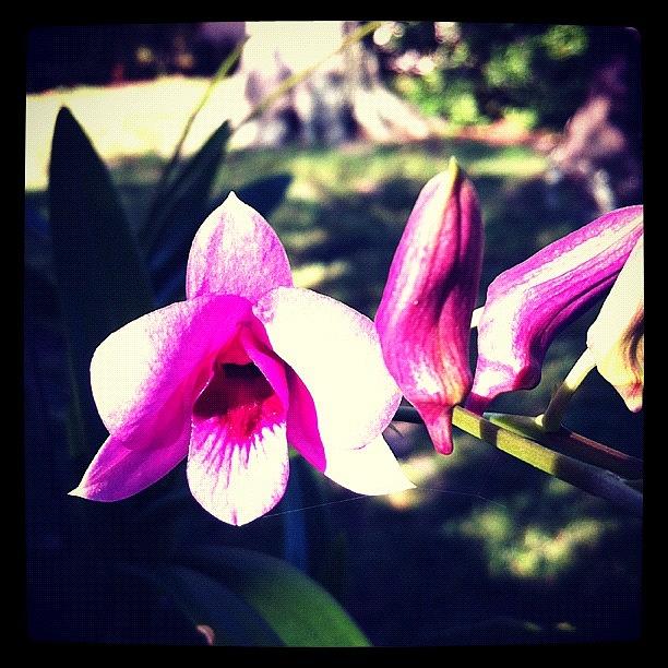 Nature Photograph - #florida #mornings #orchid #orchids by Amber Baby