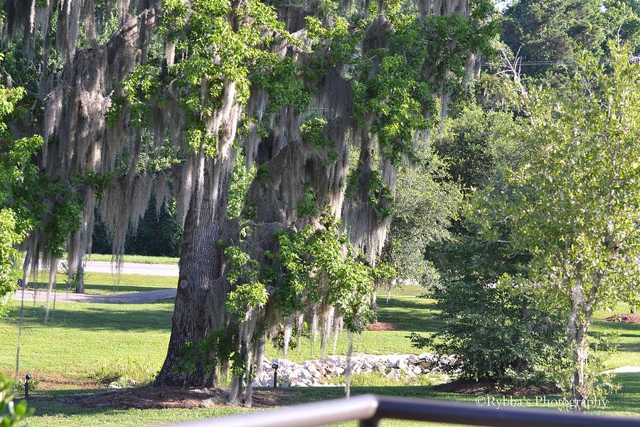 Florida Oak Tree Photograph by Ruth Yvonne Ash  Fine Art America