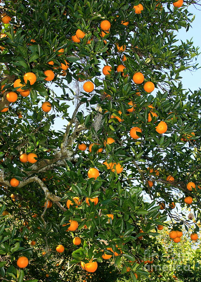 Florida Oranges Photograph by Carol Groenen
