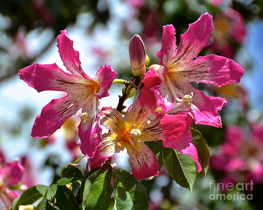 Florida Orchid Tree Photograph by Carol  Bradley