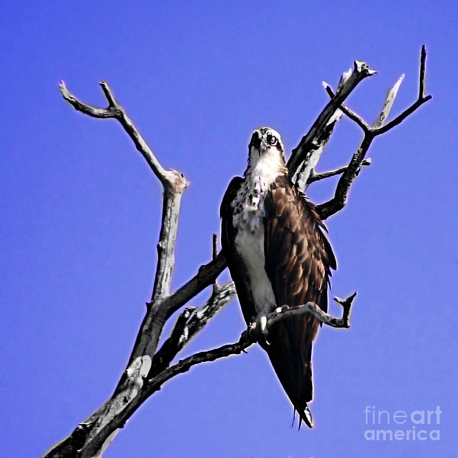 Florida Osprey Photograph by Danuta Bennett