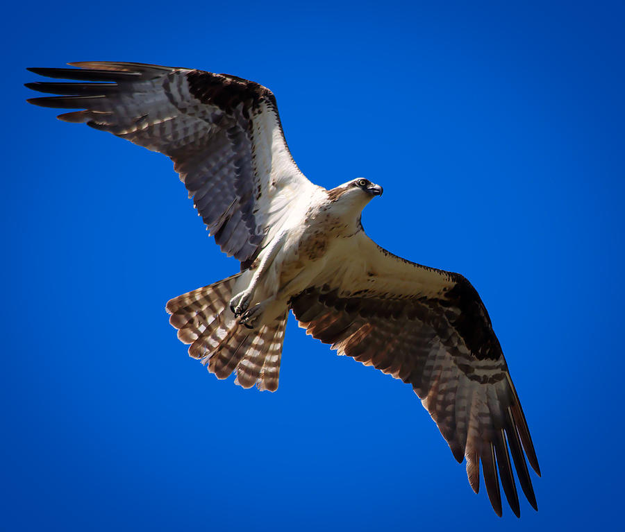 Florida Osprey In Flight Photograph by Ken Naylor