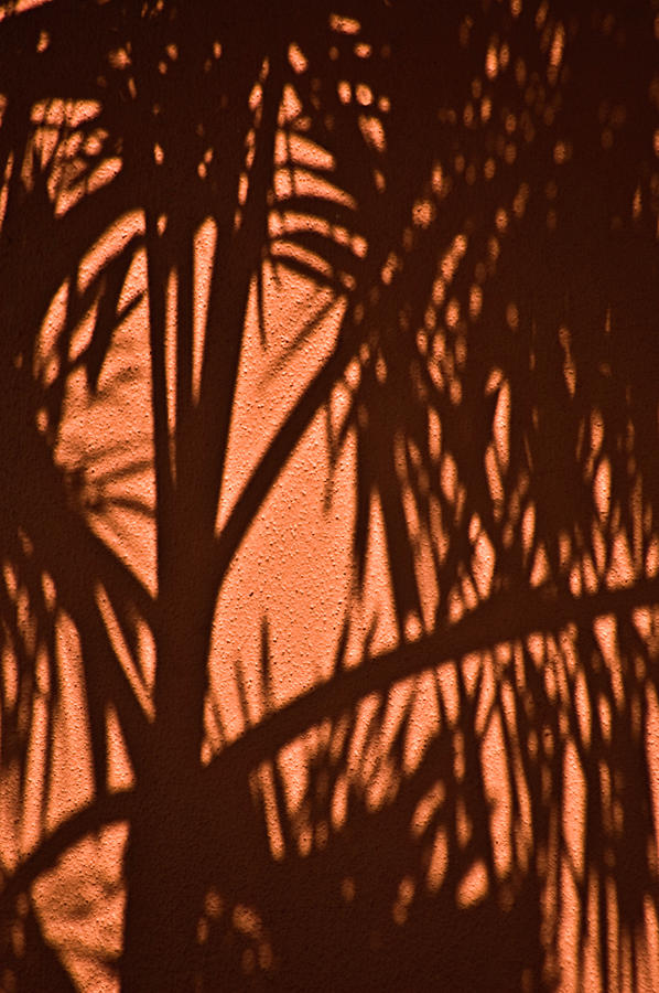 Florida Palm Shadow Photograph by Carolyn Marshall