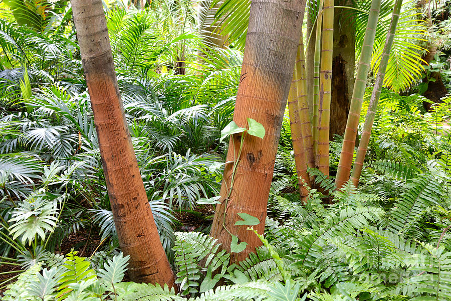 Florida Palms and Ferns Photograph by Carol Groenen