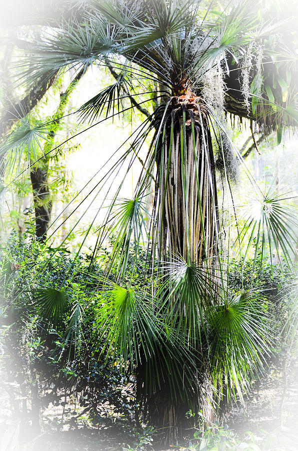 Florida Palms Photograph by Carolyn Marshall