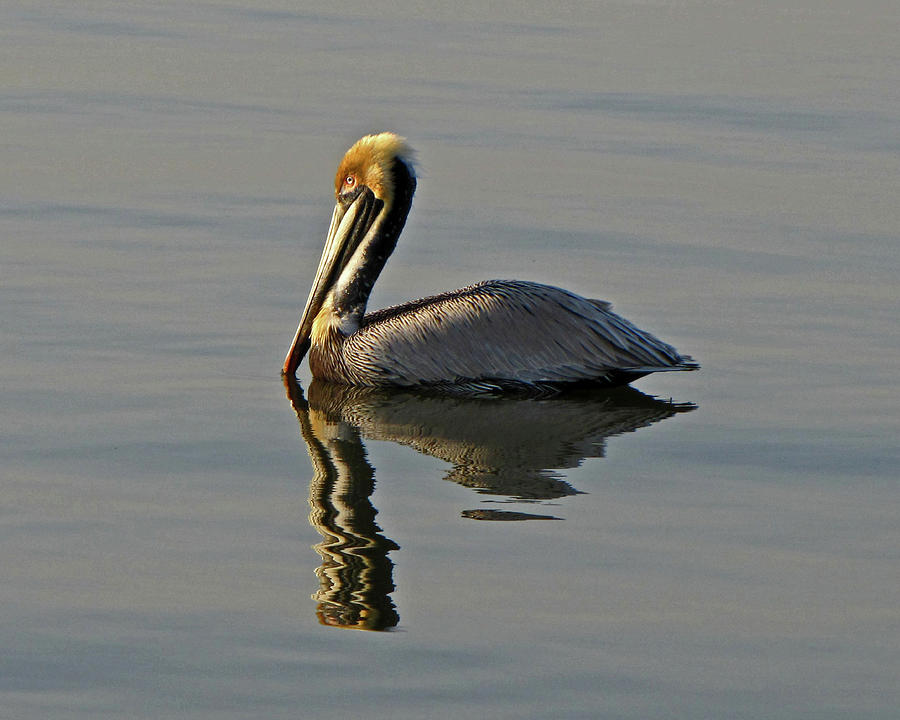 Florida Pelican Photograph by Peggy Urban