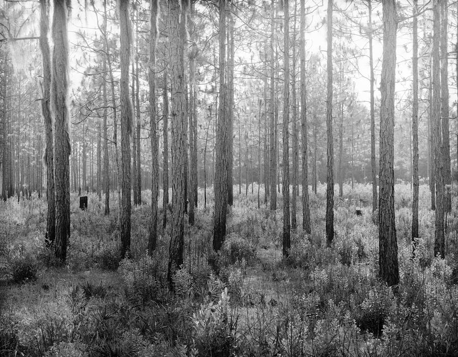 Florida Piney woods Photograph by T R Maines