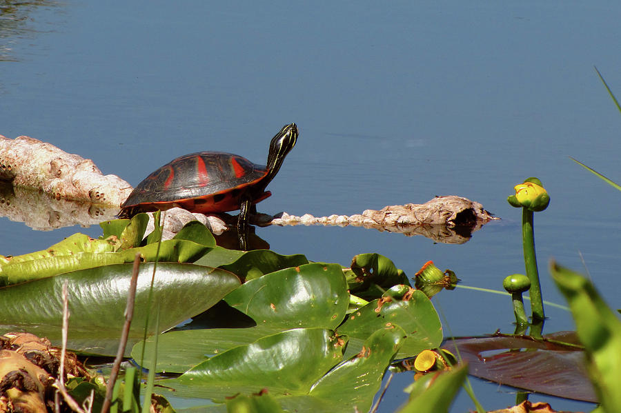 Nature Photograph - Florida Redbelly Turtle by Peggy Urban