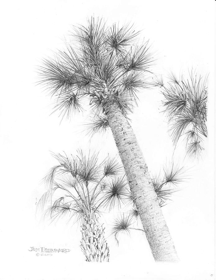 FloridaSabal cabbage Palm Drawing by Jim Hubbard