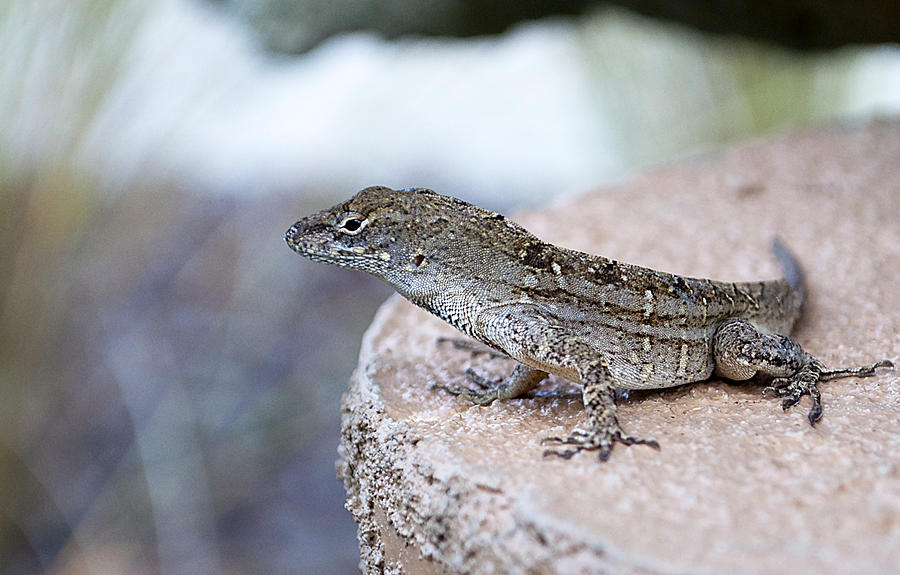 Florida Scrub Lizard Photograph by Kenneth Albin