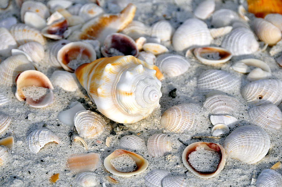 Florida shells Photograph by David Lee Thompson - Pixels