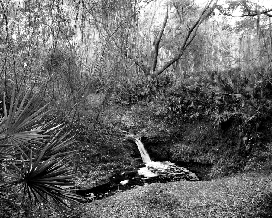 Florida Sinkhole Photograph by Peggy Urban