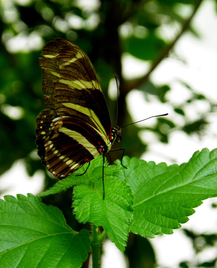 Florida State Butterfly Photograph by Judy Wanamaker