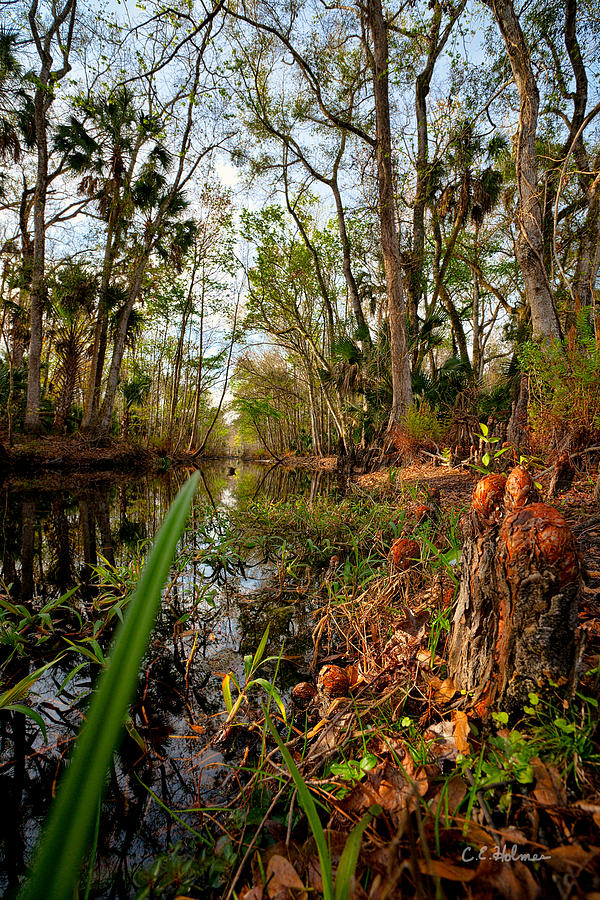 Florida Stream Photograph by Christopher Holmes