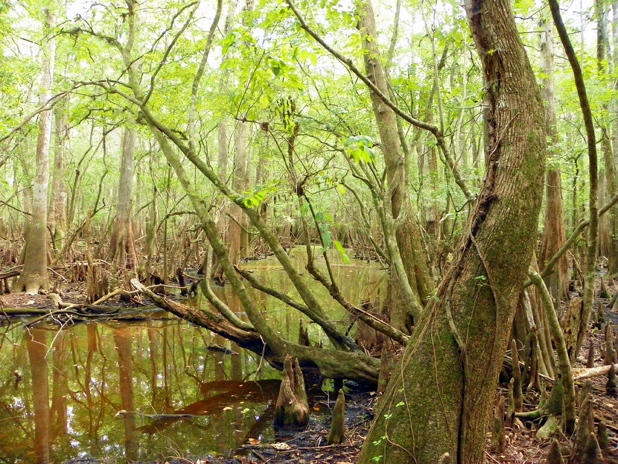 Florida Swamp Land I Photograph by Sheri McLeroy