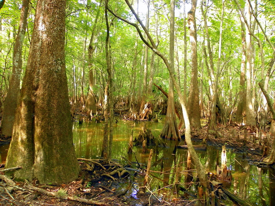 florida-swamp-land-ii-sheri-mcleroy.jpg