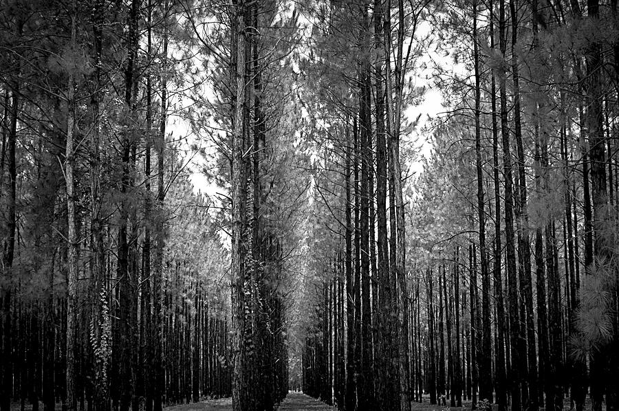 Florida Tall Pines Photograph by Carolyn Marshall