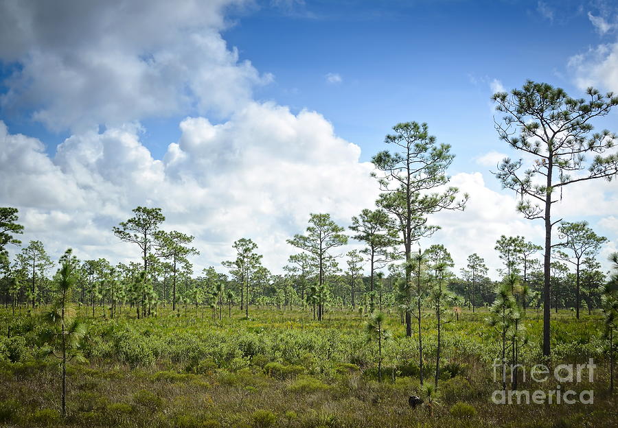 Florida Wilderness Photograph by Carol  Bradley