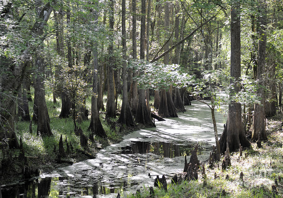 Florida wilderness in spring 2. Photograph by Nancy Greenland