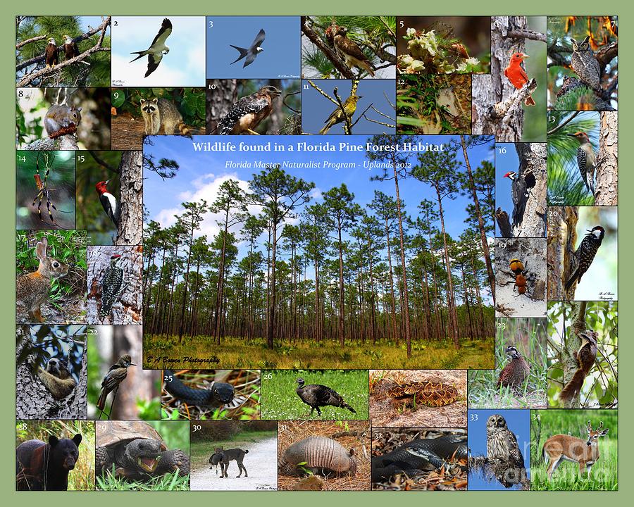 Florida Wildlife Photo Collage Photograph by Barbara Bowen