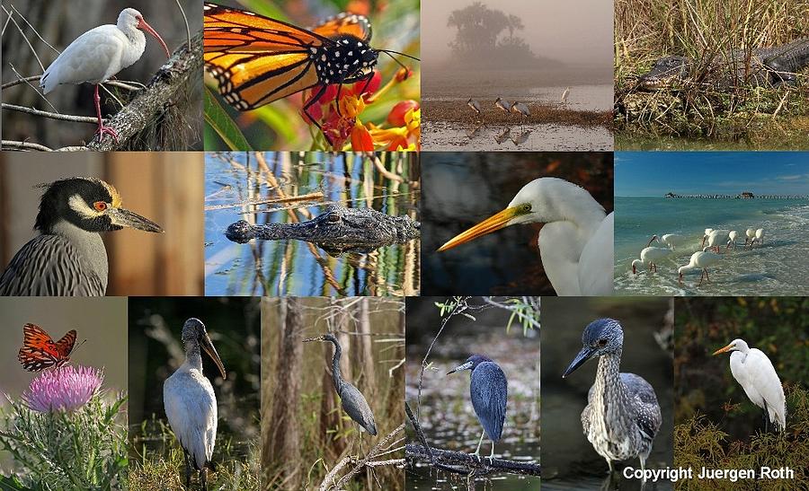 Everglades National Park Photograph - Florida Wildlife Photography Fine Art Collage by Juergen Roth