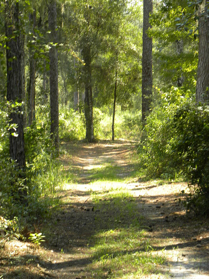 Florida Woodlands Photograph by Patricia Young