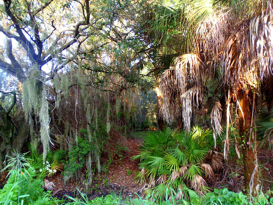 Florida Woods Photograph by Lou Ann Bagnall