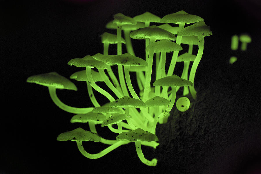 Fluorescent Fungus Photograph by Thomas Marent