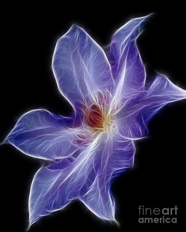 Flower - clematis - abstract Photograph by Paul Ward