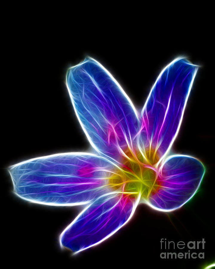 Abstract Photograph - Flower - electric blue - abstract by Paul Ward