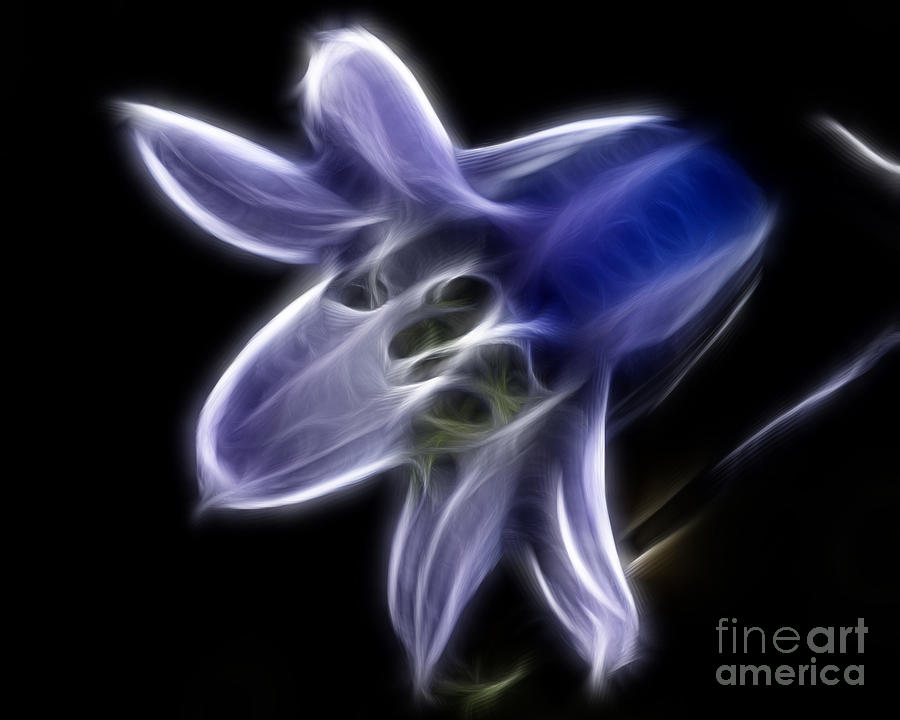 Flower - Ghostly Blue - Abstract Photograph by Paul Ward