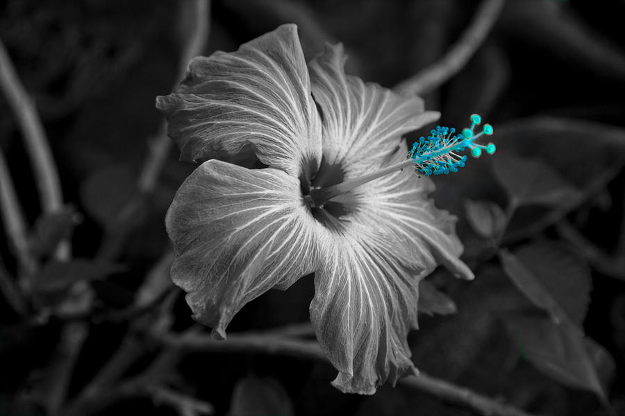 Flower 1 Photograph by Burney Lieberman