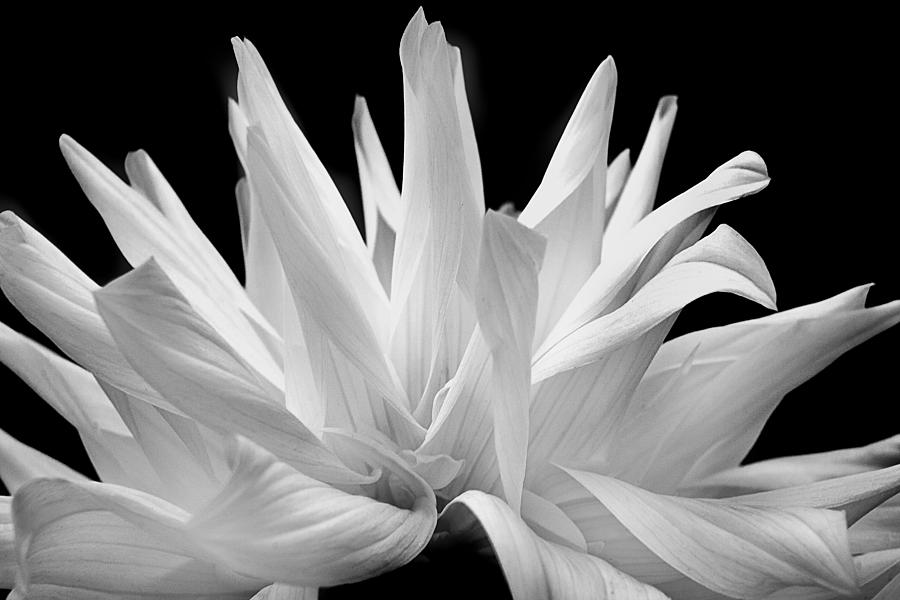 Flower 11 Photograph by Burney Lieberman