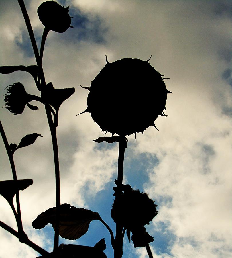 Sunflower Photograph - Flower-15 by Todd Sherlock