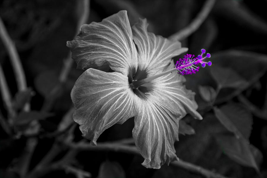 Flower 2 Photograph by Burney Lieberman