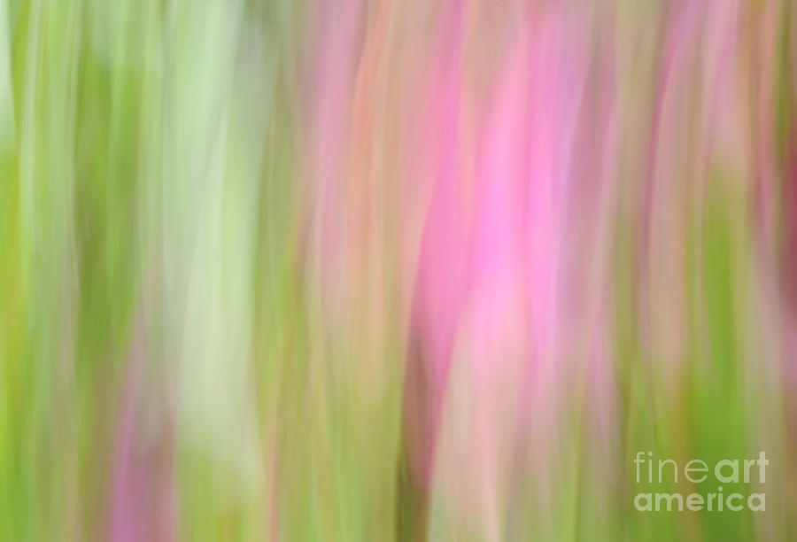 Flower Abstract Number Seven Photograph by Catherine Lau