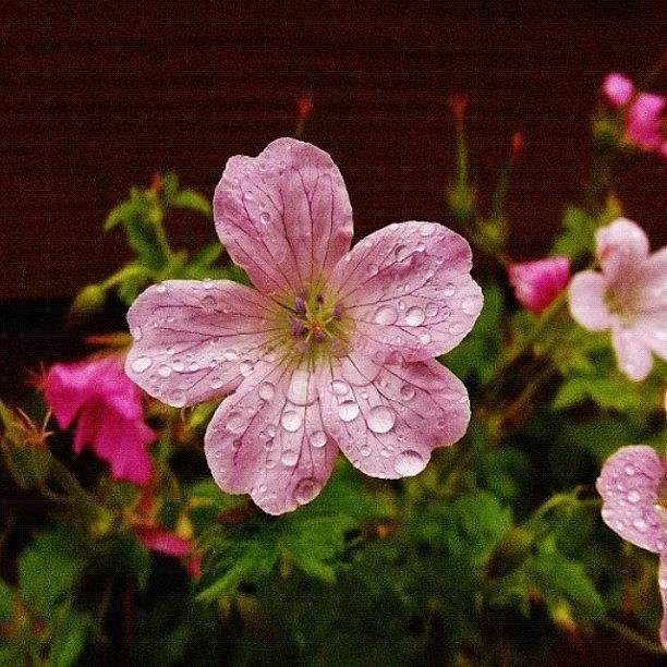 Nature Photograph - Flower After The Rain. #flower #pink by Mike Williams