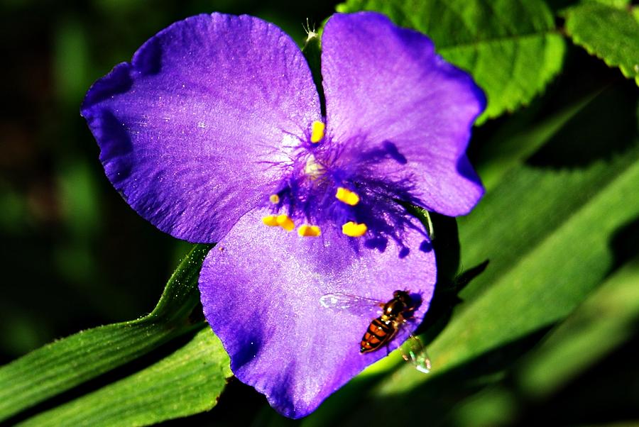 Flower and Bee Photograph by Joe Faherty
