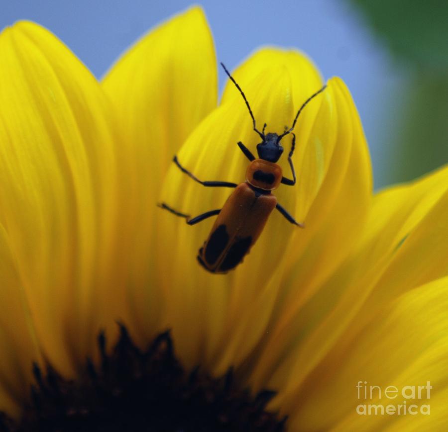 Flower and Bug Photograph by Ronald Grogan