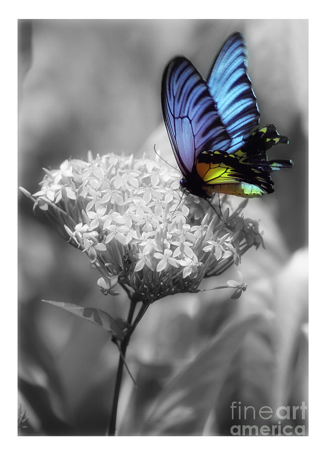 Nature Mixed Media - Flower and butterfly by Sergey Korotkov