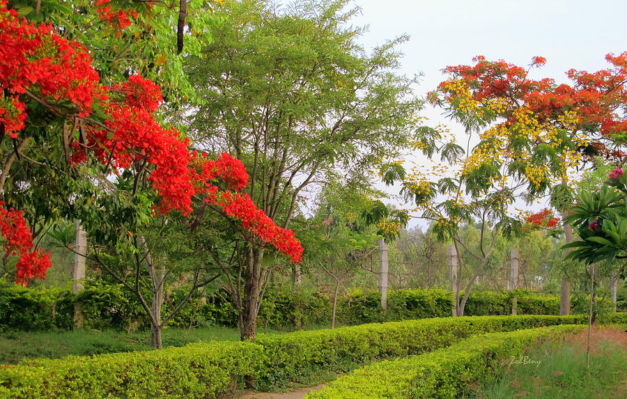 Flower and trees garden Photograph by Zoh Beny