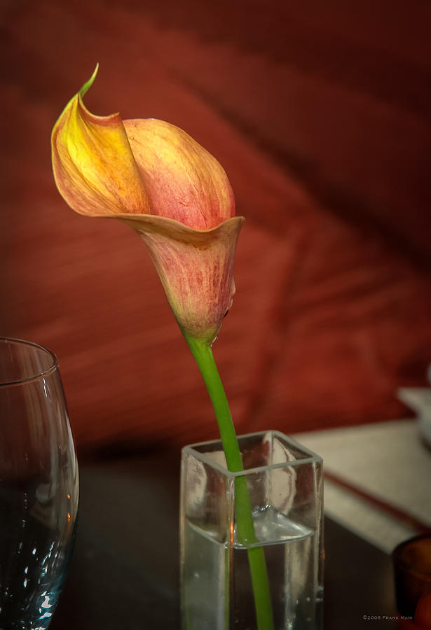 Flower and Vase Photograph by Frank Mari