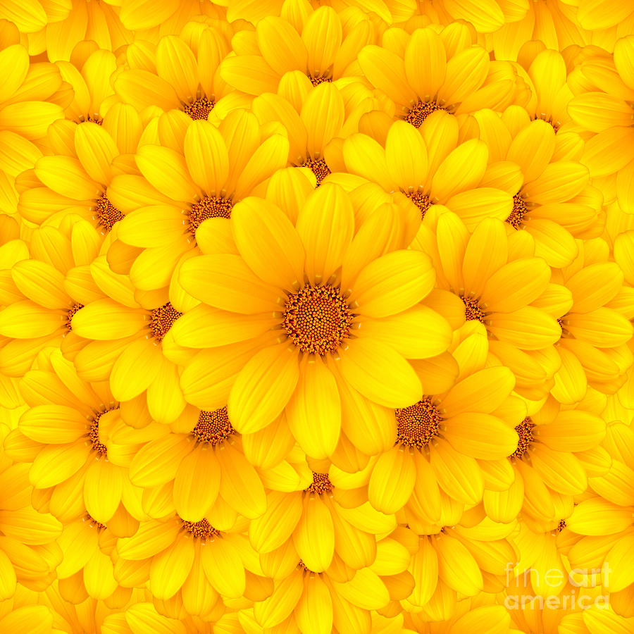 Flower background Photograph by Carlos Caetano