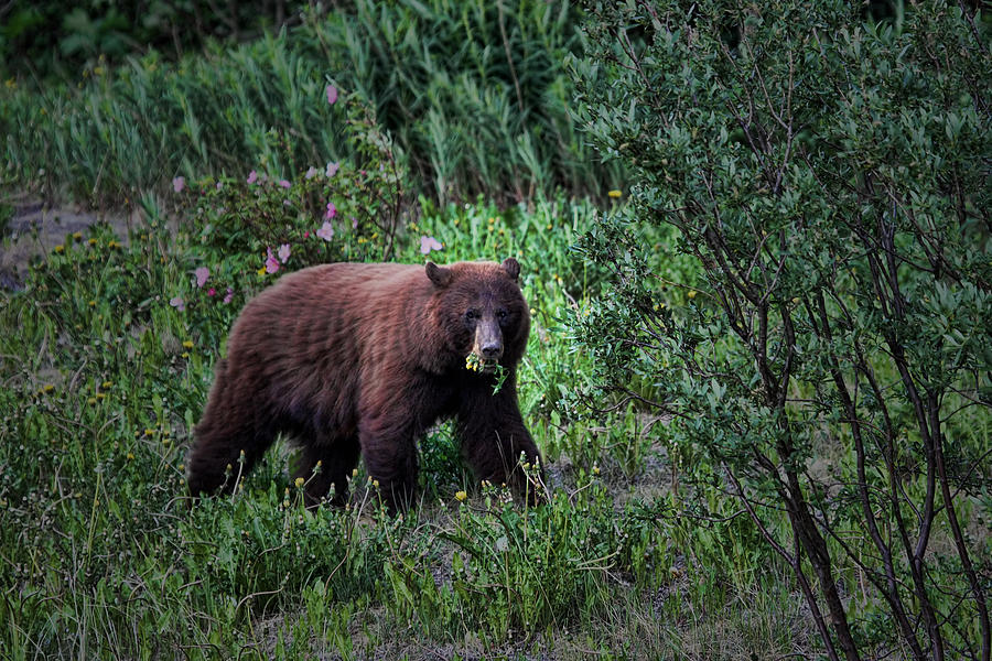 small flower bear