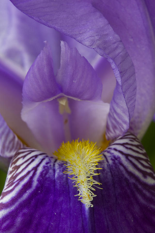 Flower Bearded Iris 1 A Photograph