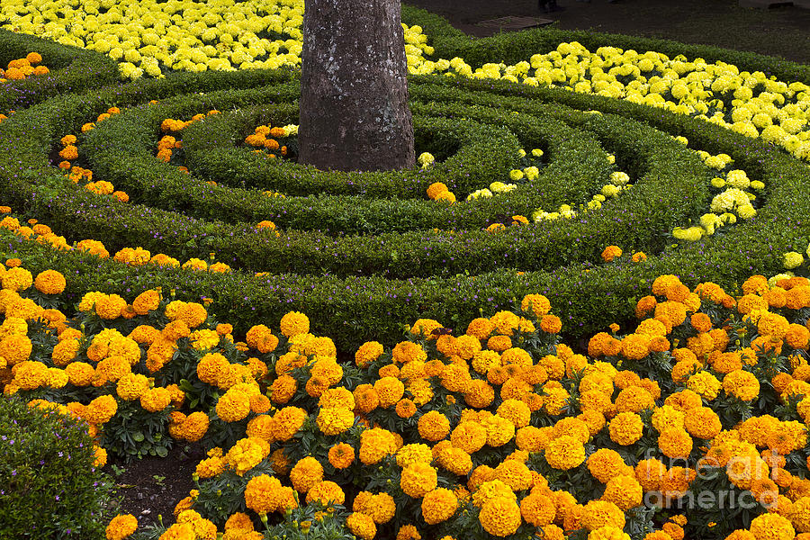Flower Bed Photograph by Heiko Koehrer-Wagner